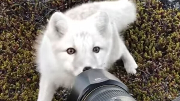 Curious Arctic Fox Approaches Photographer and Nibbles His Nikon Gear
