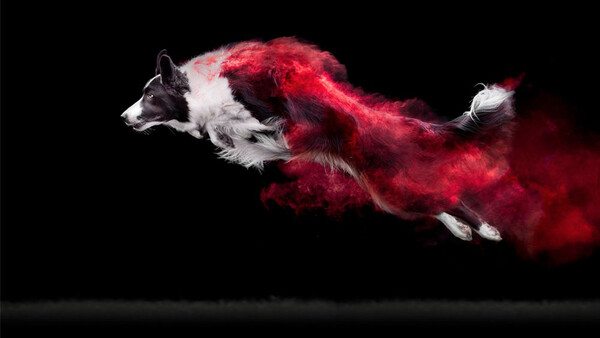 Photographer Covers Dogs in Colorful Powder For Dramatic Photo Series