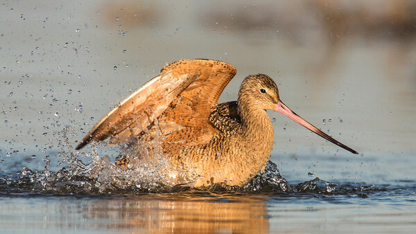 Getting Started With Bird Videography: A Three-Part Series