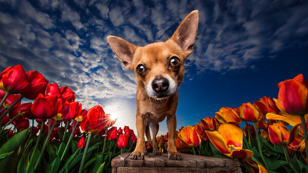 Dog Photography That Is Doggone Good