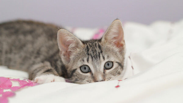 A Simple Trick for Getting Great Pet and Baby Pictures, Even With Just a Smartphone!