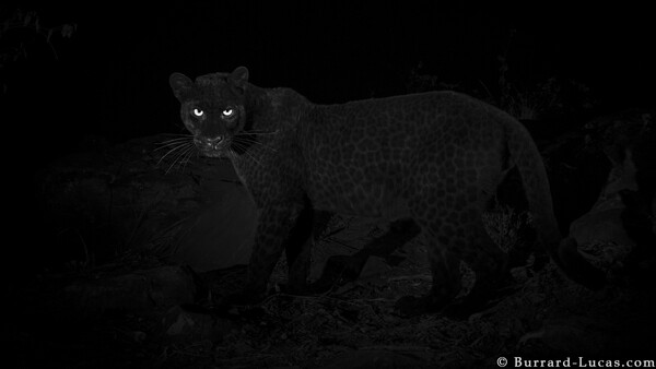 Rare Leopard Captured by Photographer in Kenya