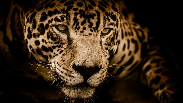 Woman Attempting Selfie Attacked by Jaguar