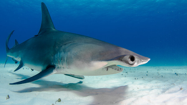 6 Tips for Photographing Sharks Safely