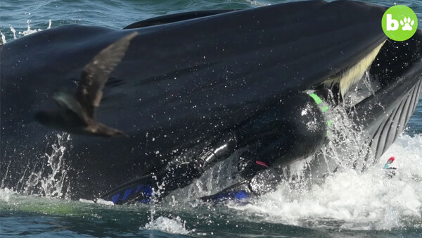 See the Moment a Dive Tour Operator Was Caught up in a Whale’s Mouth
