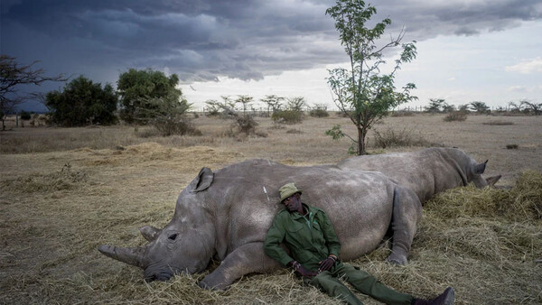 Before Their Extinction, See The Last Two Northern White Rhinos on Earth