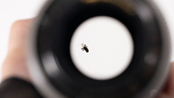 An Unlikely Intruder: The Fly Inside a Professional Canon Lens