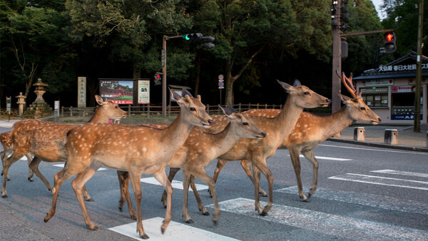 There's a Japanese City Where Deer Roam The Streets Freely