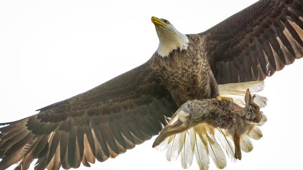 Amateur Photographer Captures Intense Mid-Air Battle Between Eagle and Rabbit