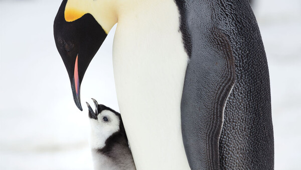 The Photographer Who's Spent a Decade Documenting Emperor Penguins in the Antarctic