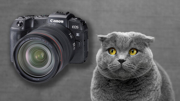 Canon's Dramatic Drop in Sales is a Sign of Something Much More Ominous for Photographers