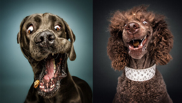 Hilarious Portrait Series Captures Dogs Reacting to Treats Being Thrown at Them