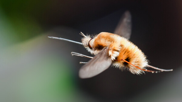The Simplest Tip to Improve Your Macro Photography
