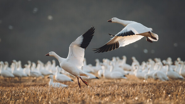 Creating Titles that Add Value to Images
