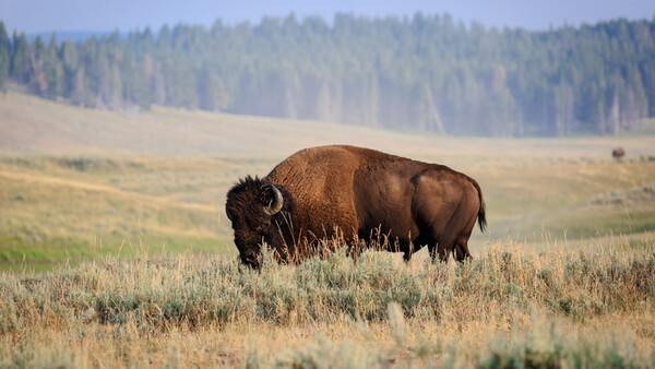 Outdoor and Wildlife Photography Safety