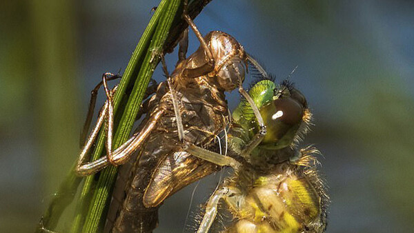 Photographer Laid in Bog for Three Hours to Capture Dragonfly Shedding Its Skin