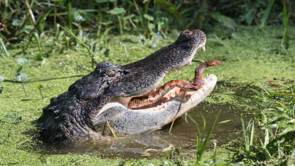 Florida Photographers Catch Snake Trying to Escape Being Eaten by an Alligator