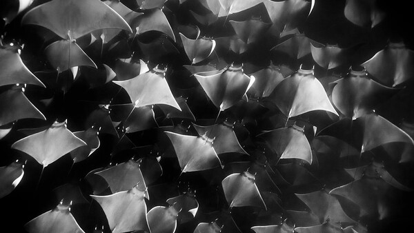 Stunning Underwater Photography Will Make You Rethink Shooting in Color