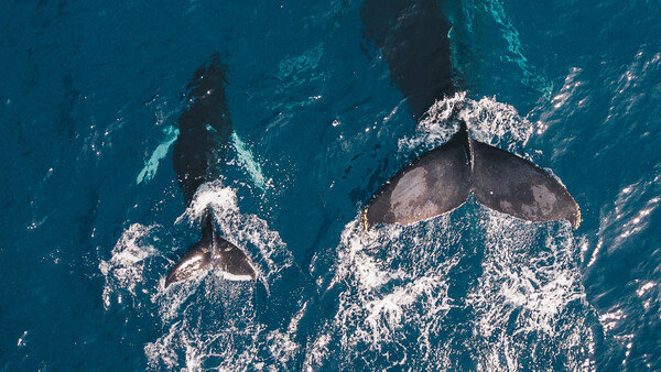 Photographer Posts Image Showing Whale With Severed Tail to Highlight the Dangers of Boating