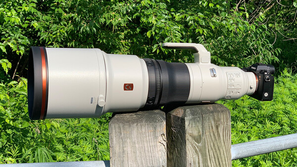 Sony FE 600mm f/4 GM OSS First Impressions From a Bird Photographer
