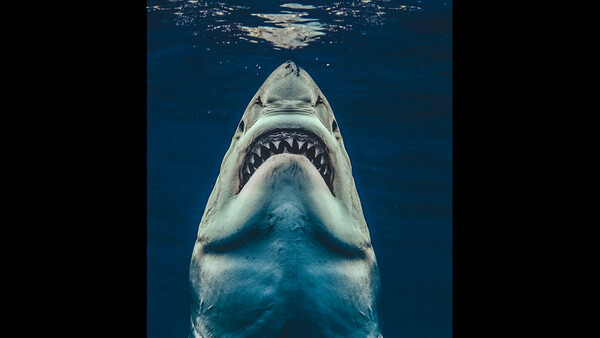 Photographer Recreates Jaws Movie Poster With Great White Capture