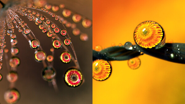 The Mesmerising Results of Shooting Macro Water Droplet Refractions