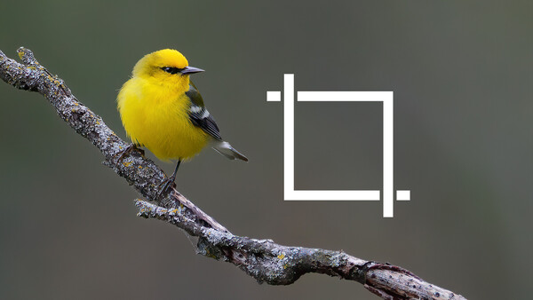 One Tiny Change in Photoshop to Speed Up Cropping