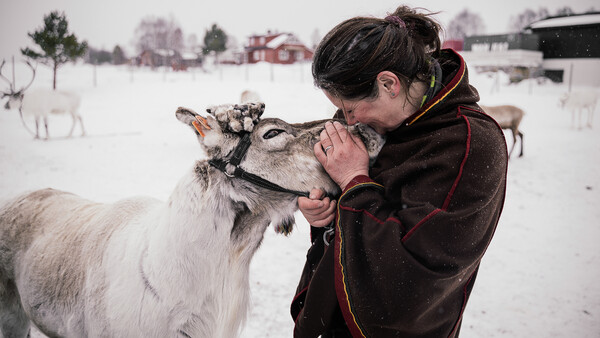 Into the Wild With the Reindeer of Norway and Sami Culture