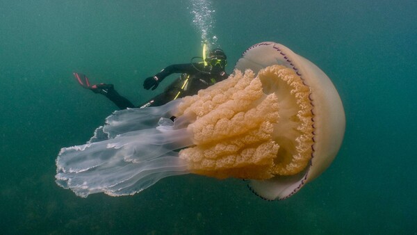 Underwater Photographer Encounters Incredible Human-Sized Jellyfish