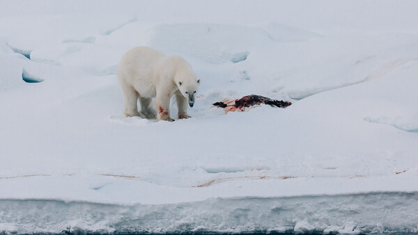 Behind the Image: Floe of Life
