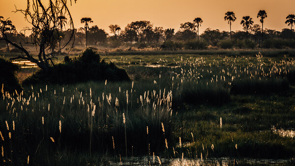 Can Nature Photography Help Improve Your Images?