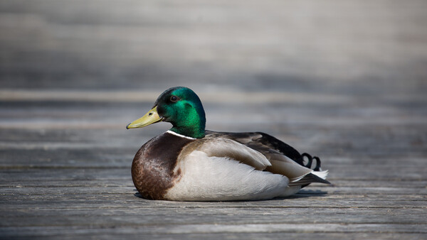 Three Reasons Why Minimalism Can Help Create a Better Photo