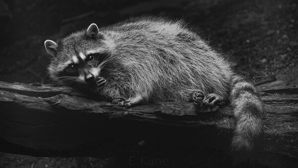 Let Your Photograph's Hook Be Your Subject's Eyes