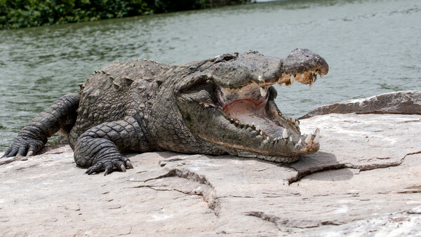 Photographer Captures Python Consuming Entire Crocodile in One Go