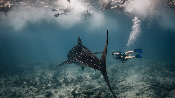 Photographing Whale Sharks