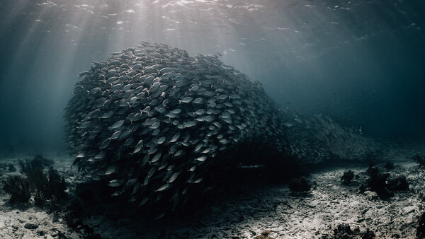 Composing Underwater Images