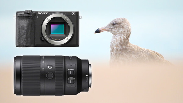 Sony a6600 and E 70-350mm f/4.5-6.3 G OSS First Impressions From a Bird Photographer