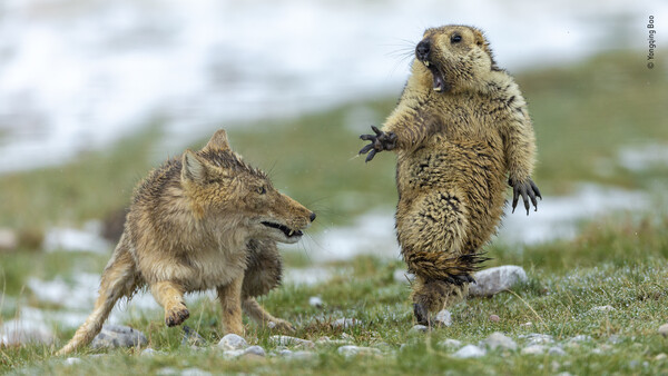 Photographer Who Captured the Exact Moment a Marmot Was Spooked by a Fox Wins Wildlife Photographer of the Year Award