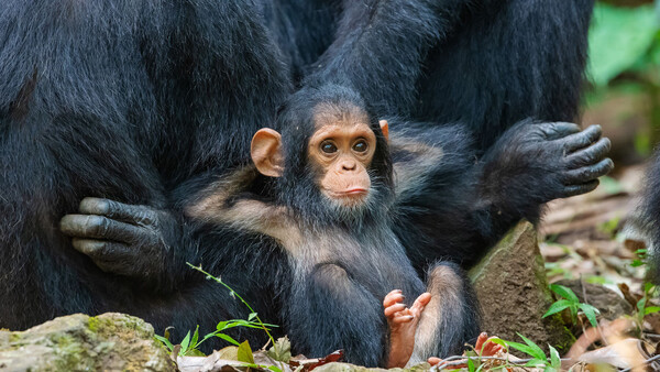 Hilarious, Mesmerizing Images as "Grab life by the....!" Wins the Comedy Wildlife Photography Awards
