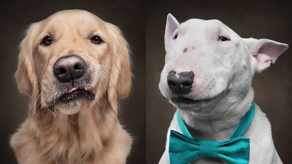 Photographer Captures Dogs Displaying Human Expressions