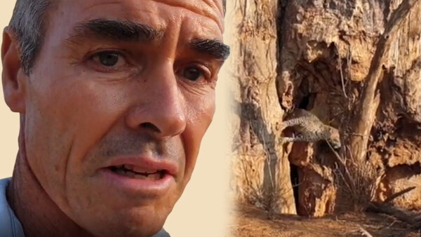 Wildlife Filmmaker Has a Close Call With a Leopard