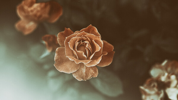 Finding Calm Photographing Gloomy Minimalist Flowers
