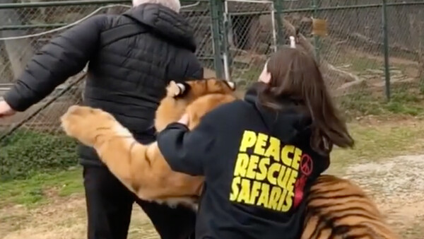 Video Shows Lion-Tiger Hybrid Jumping on National Geographic Photographer