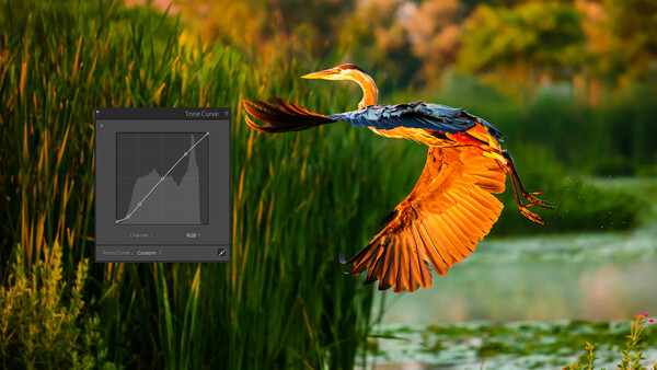 7 Tone Curve Tips That Will Make Your Editing Better