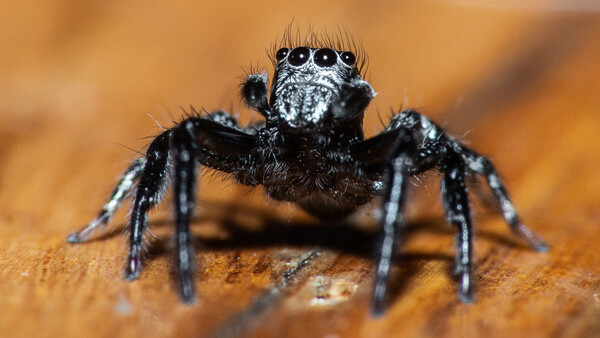 Macro Photography: What You Need to Know for Photographing the Smallest Creatures