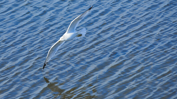 An Appreciation for Wildlife and Nature Photography