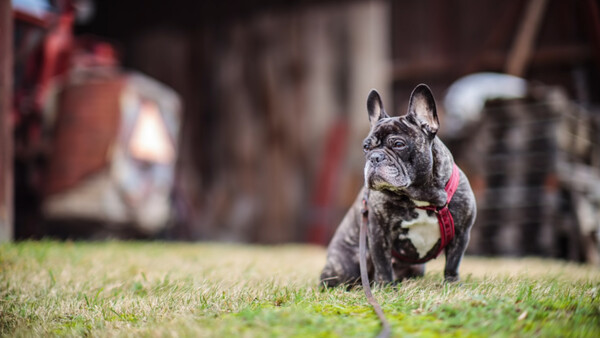 Is This an Affordable, Modern Bokeh Monster?