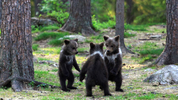 Photographer Hides in the Woods as He Captures Three Baby Bears Play-Fighting and Climbing Trees