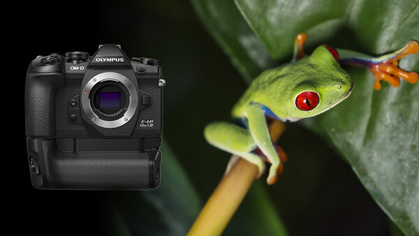 The Ultimate Lightweight Wildlife Camera? Fstoppers Reviews Olympus OM-D E-M1 Mark III
