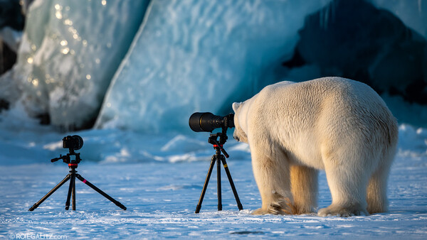 What Do You Do If a Polar Bear Asks to Borrow Your Camera? Shoot an Award-Winning Image